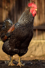 Rooster in farm yard domestic animals