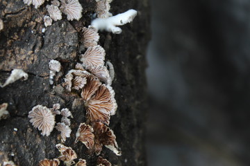fungus on dead wood