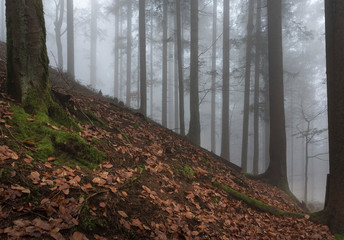 Wald im Nebel