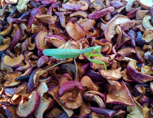 Female mantis, predatory insect mantis
