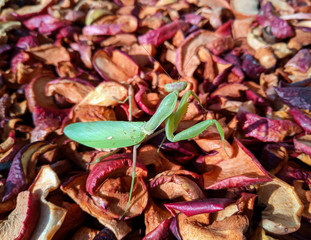 Female mantis, predatory insect mantis