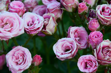 lilac pink violet and purple roses on a bush color of roses in soft style for background
