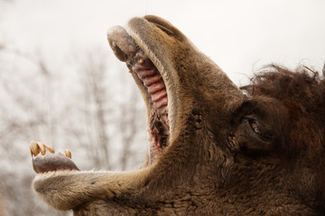 camel in the zoo yawning 