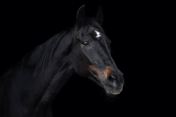 Fototapeta na wymiar portrait of beautiful old eventing gelding horse isolated on black background