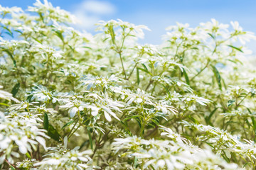 Obraz premium White Christmas bush (Euphorbia leucocephala) on blue sky background