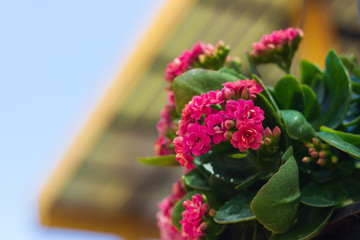 Beautiful red flowers of Kalanchoe, houseplant colorful kalanchoe in a greenhouse