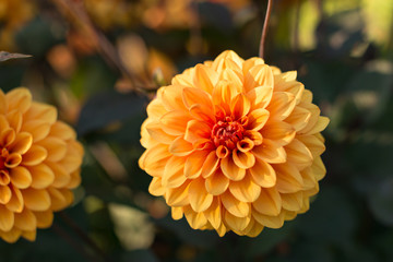 Orange Dahlia
