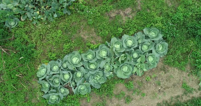 Aerial view of green lettuce growing at vegetable garden  