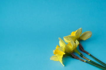 Yellow narcissuses on blue background.