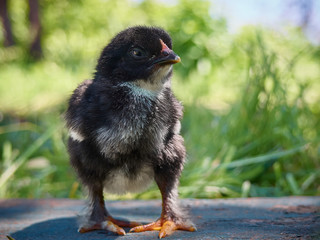 Small black and white chicken on the farm.