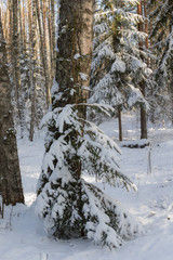 snow in the winter forest