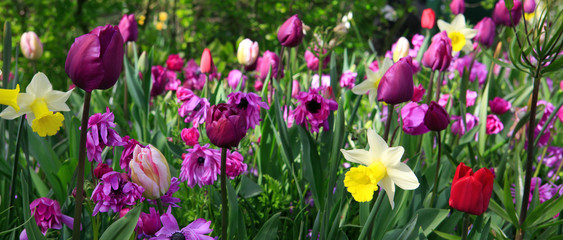 Obraz premium Colorful spring flowers background.
