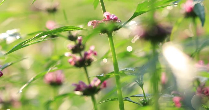 Leonurus sibiricus, Common Motherwort Herb, honeyweed or Siberian motherwort, is an herbaceous plant species native to China, Mongolia, and Siberia. It is used as an alternative to marijuana.