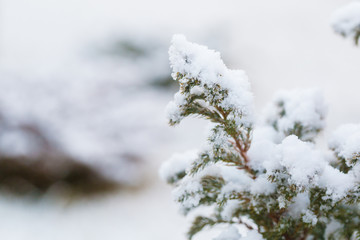 Winter snow on the branches of a coniferous plant. Snowy texture Top view of snow. Texture for design. Snowy white texture. Snowflakes.