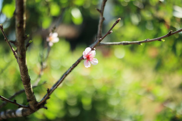 chinese plum flower blossom close up