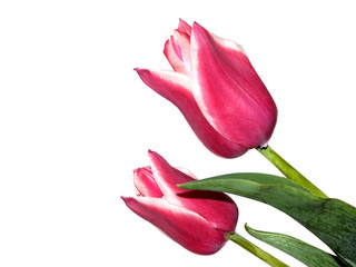 Blooming pink and white tulips on a white background. Isolated. Tulip variety Daan.
