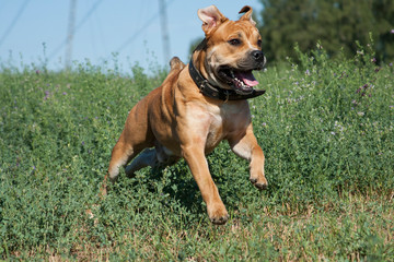 Happy Cadebo Dog, Summer Outdoors