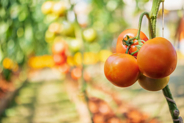 Fresh red ripe tomatoes hanging on the vine plant growing in organic garden