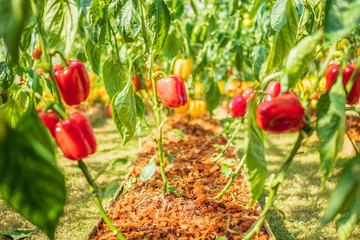 Red bell pepper plant growing in organic garden