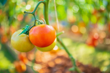 Fresh red ripe tomatoes hanging on the vine plant growing in organic garden