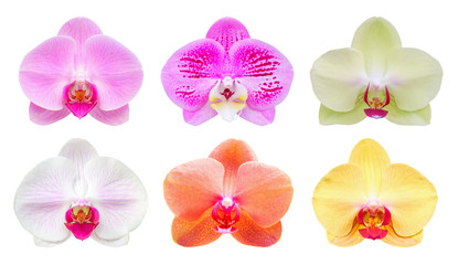 Set collection of Beautiful phalaenopsis orchid flower isolated on white background