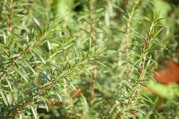 Rosemary plant herb in the garden