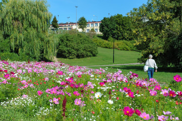 Beautiful flower on a meadow in city park © diesirae