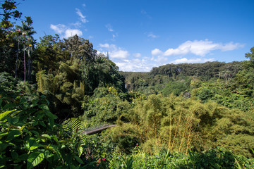 Fototapeta na wymiar Akaka falls and tropical vegetation in Big Island Hawaii