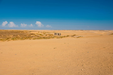 Fototapeta na wymiar the sands and dunes of the Sahara desert