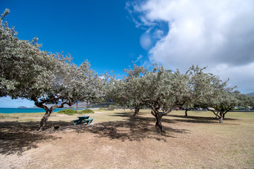 Beautiful row of trees in a park in west coast Oahu Hawaii