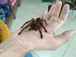 Brown tarantula spider on the human palm in a contact zoo wildlife