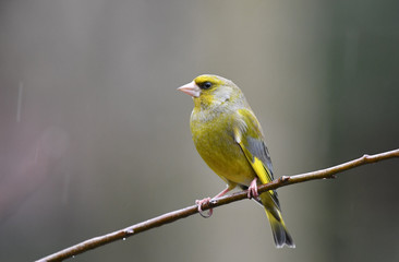 Männlicher Grünfink
