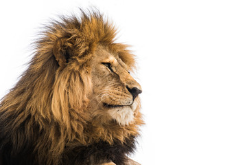 Isolated lion on white. Wild african lion looking forward. Wisdom concept - obrazy, fototapety, plakaty