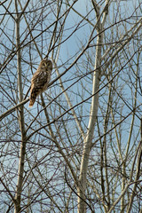 Strix uralensis sitting on branch in the forest in autumn time