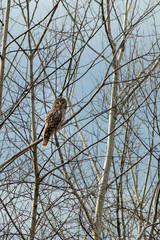 Strix uralensis sitting on branch in the forest in autumn time