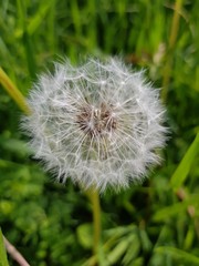 dandelion on green background of grass