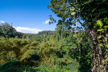 Fototapeta na wymiar Dense tropical vegetation at the Akaka Falls State Park Big Island Hawaii 