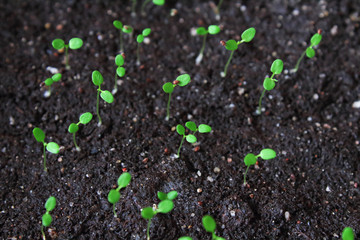 Strawberry seedlings in black fertile land. Close-up. Top view. Background. Texture.
