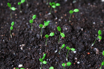 Strawberry seedlings planted in the soil. Top view. Close-up. Background. Texture.