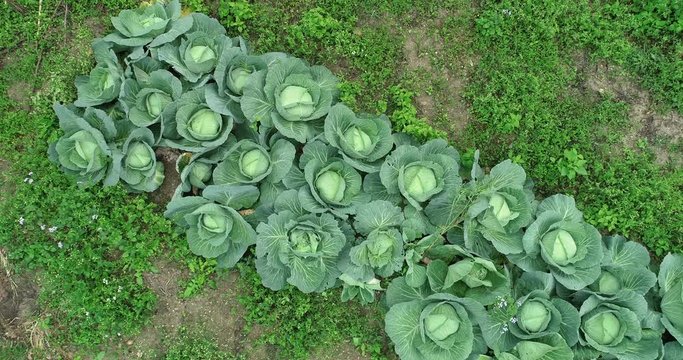 Aerial view of green lettuce growing at vegetable garden  