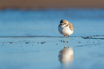 Front view portrait of an adult kentish plover in winter dress with reflection in water