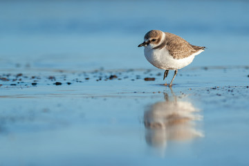 Obraz premium Portrait of an adult kentish plover (Charadrius alexandrinus) in winter dress with reflection in water