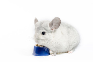 chinchilla eats its food from a blue bowl on a white background