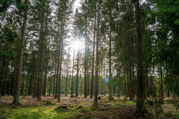 Sun shining through a pine tree forest
