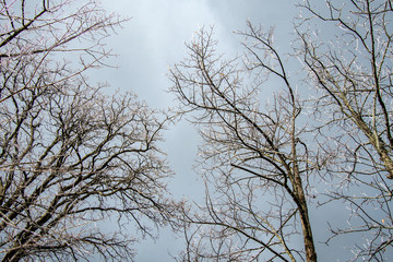 Ice on tree branches in up state New-York