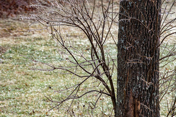 Ice on tree branches in up state New-York