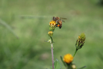 bee on a yellow flower