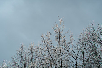 Ice on tree branches in up state New-York