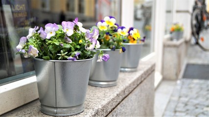 bright spring flowers outdoors in original flower pots