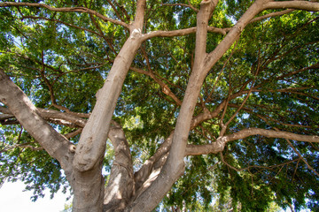Koa tree close-up view in Hawaii 